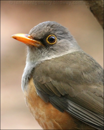 Island Thrush island_thrush_39685.psd