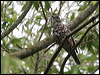 mistle_thrush_51352