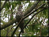 mistle_thrush_51353