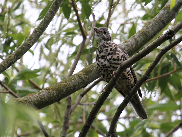 Mistle Thrush mistle_thrush_51352.psd