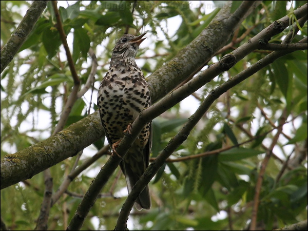 Mistle Thrush mistle_thrush_51353.psd