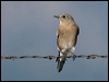 mountain_bluebird_111145
