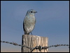 mountain_bluebird_111151