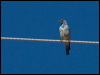 mountain_bluebird_69173