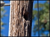 mountain_bluebird_69174