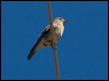 mountain_bluebird_69178