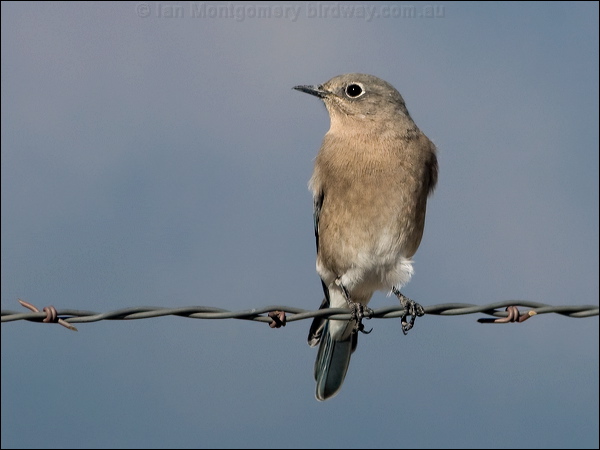 Mountain Bluebird mountain_bluebird_111145.psd