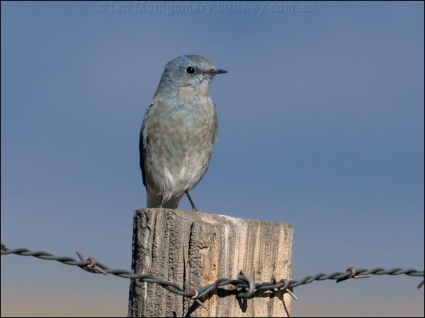 Mountain Bluebird mountain_bluebird_111151.psd