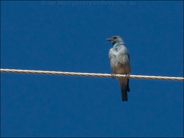 Mountain Bluebird mountain_bluebird_69173.psd