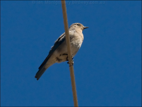 Mountain Bluebird mountain_bluebird_69178.psd