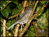 Click here to enter gallery and see photos/pictures/images of Mountain Thrush
