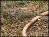 pale_breast_thrush_206742