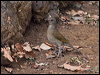 pale_breast_thrush_206757