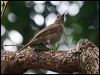 pale_breast_thrush_206782