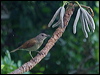 pale_breast_thrush_206929