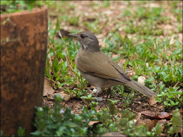 Pale-breasted Thrush pale_breast_thrush_206743.psd