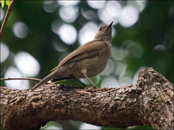 Pale-breasted Thrush pale_breast_thrush_206782.psd