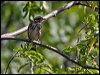 redwing_143343