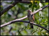 redwing_143344