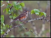 Click here to enter gallery and see photos/pictures/images of Redwing