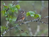 redwing_143680