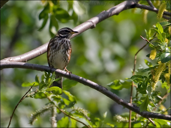 Redwing redwing_143343.psd