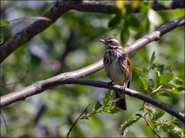 Redwing redwing_143344.psd