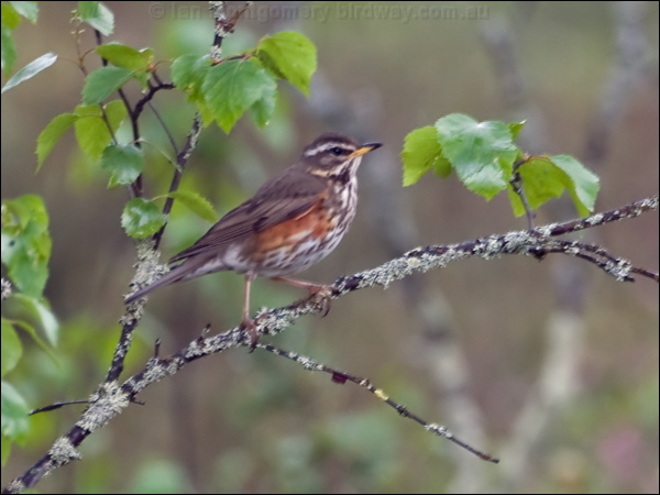 Redwing redwing_143679.psd