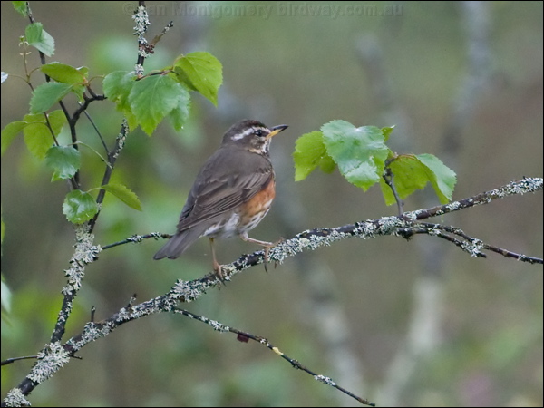 Redwing redwing_143680.psd