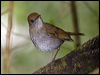 rudcapnightngthrush_111718