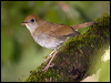 Click here to enter gallery and see photos/pictures/images of Ruddy-capped Nightingale-Thrush