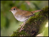 rudcapnightngthrush_111720