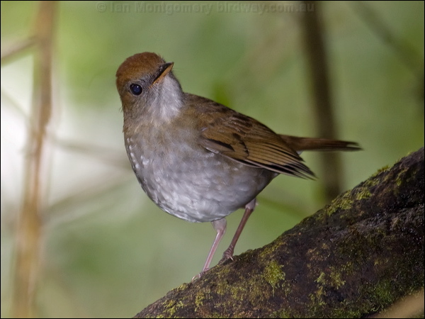 Ruddy-capped Nightingale-Thrush rudcapnightngthrush_111718.psd