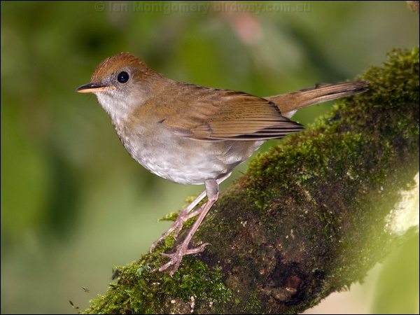 Ruddy-capped Nightingale-Thrush rudcapnightngthrush_111720.psd