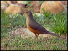 Click here to enter gallery and see photos/pictures/images of Rufous-bellied Thrush