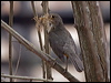 rufous_belly_thrush_206373