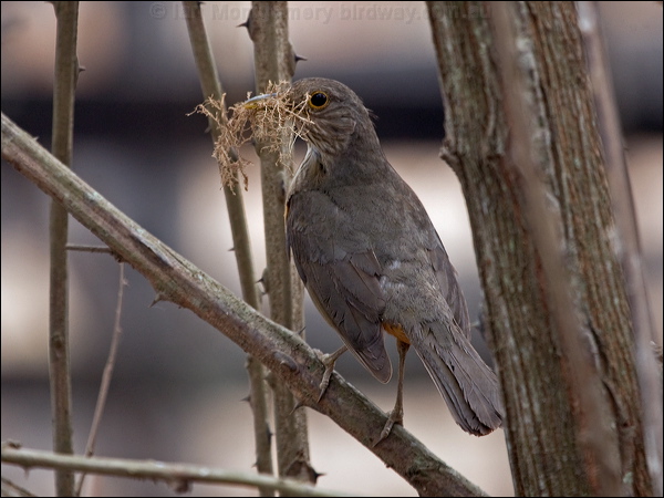Rufous-bellied Thrush rufous_belly_thrush_206373.psd