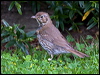 song_thrush_122348