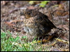 song_thrush_122366
