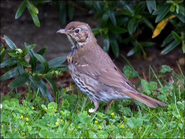 Song Thrush song_thrush_122348.psd