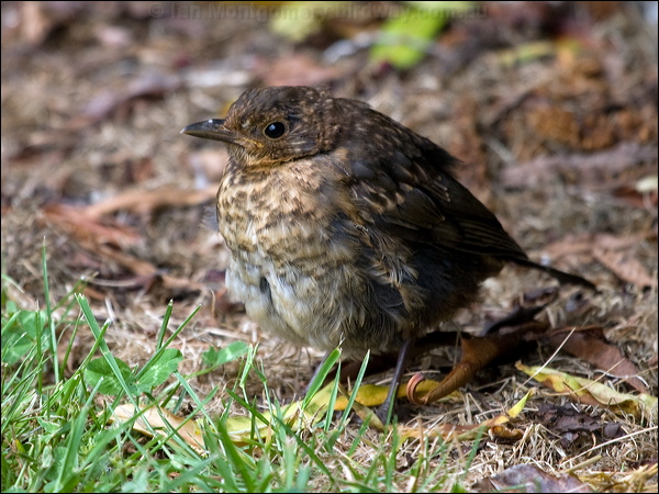 Song Thrush song_thrush_122366.psd