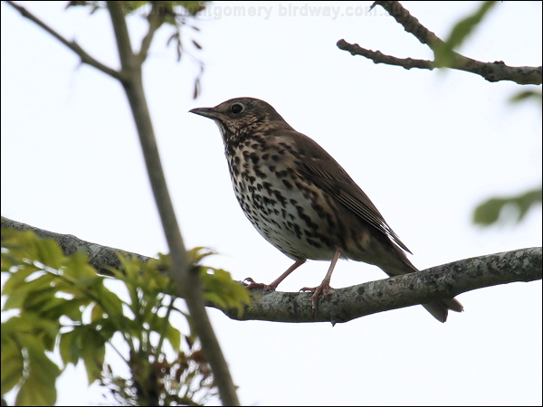 Song Thrush song_thrush_51146.psd