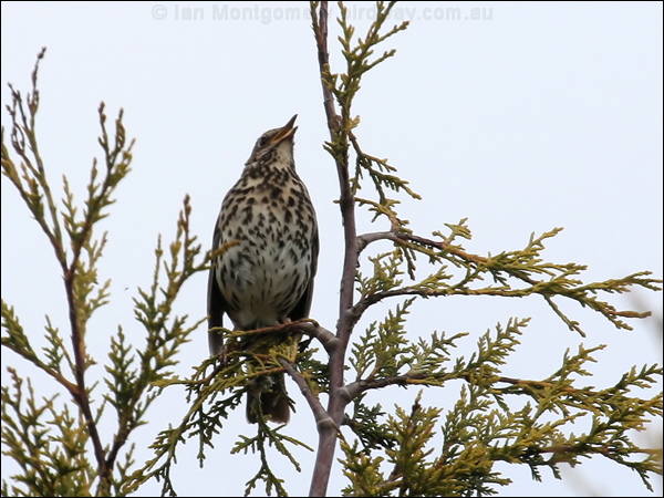 Song Thrush song_thrush_51154.psd