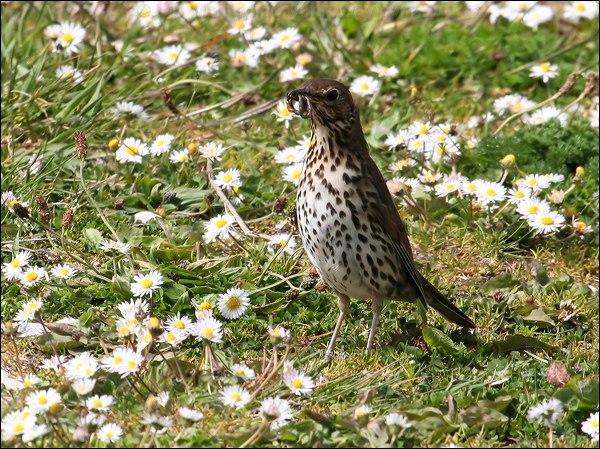Song Thrush song_thrush_52596.psd