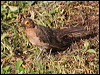 Click here to enter gallery and see photos/pictures/images of Spectacled Thrush