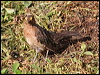 spectacled_thrush_20727