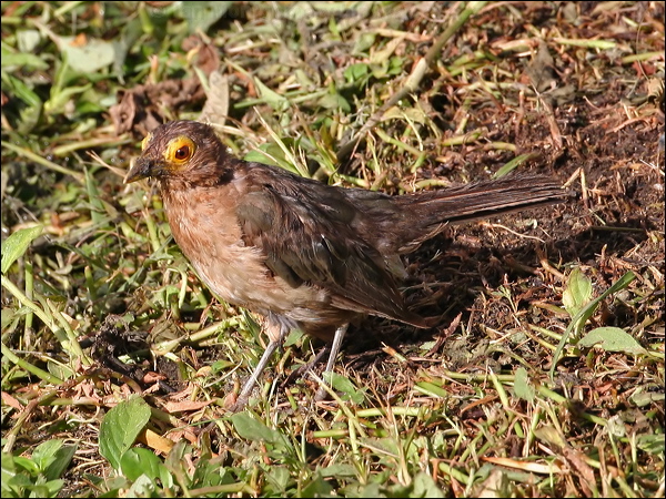 Spectacled Thrush spectacled_thrush_20726.psd