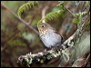 swainsons_thrush_111663