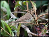 swainsons_thrush_112364