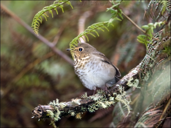 Swainson's Thrush swainsons_thrush_111663.psd